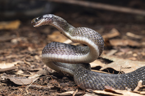 Red-lipped Snake