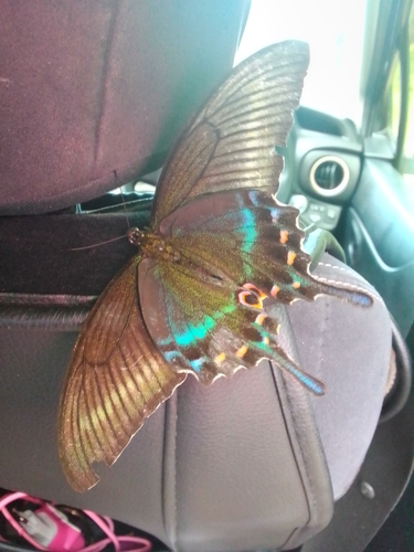 Alpine Black Swallowtail