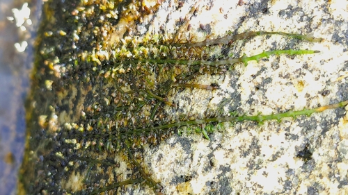 Podostemum weddellianum