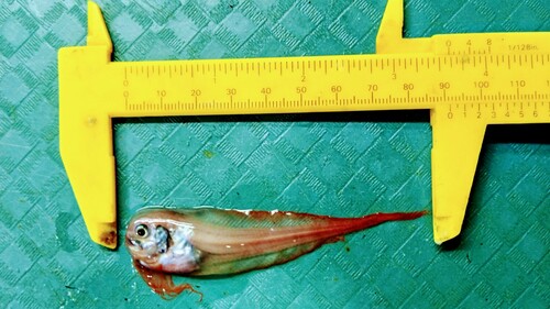 Paraliparis molinai
