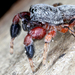 Ballus - Photo (c) gernotkunz, all rights reserved, uploaded by gernotkunz
