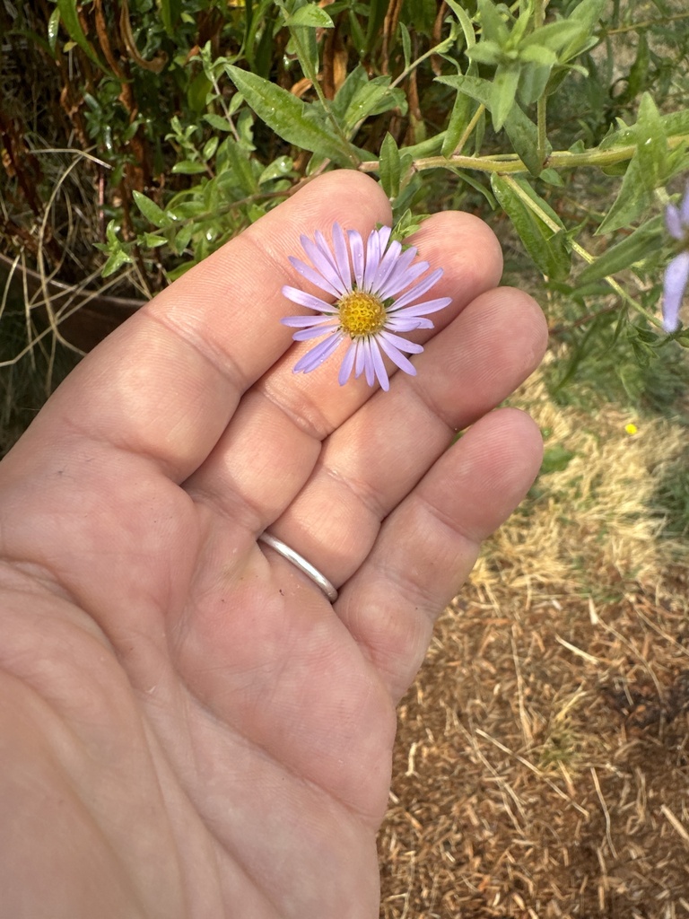 Douglas' Aster from Vancouver, WA, USA on August 9, 2024 at 10:17 AM by ...