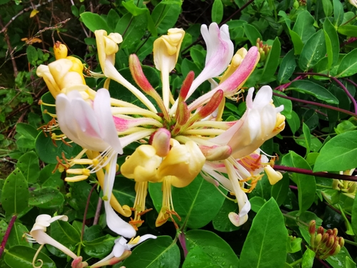 Common Honeysuckle