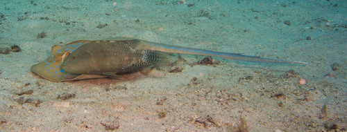 Abudjubbe Wrasse — seen at this dive site