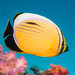 Exquisite Butterflyfish - Photo (c) Lesley Clements, all rights reserved