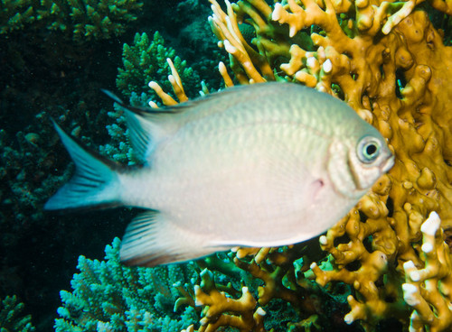 Green Damselfish