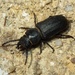 Black Longicorn Beetle - Photo (c) Rui Andrade, all rights reserved, uploaded by Rui Andrade