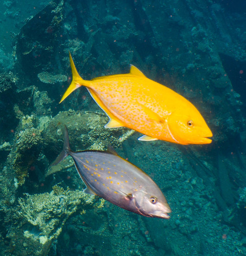 Orange-spotted Trevally — seen at this dive site