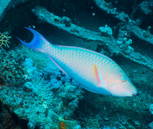 Indian Longnose Parrotfish