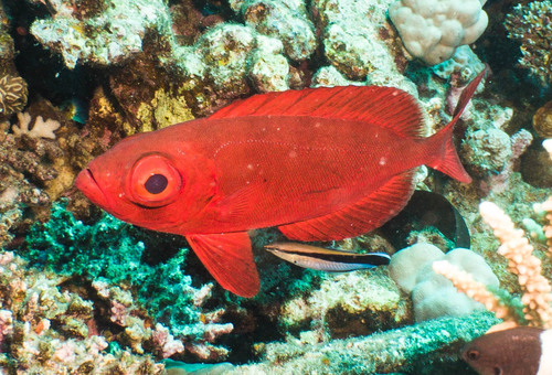 Crescent-tail Bigeye