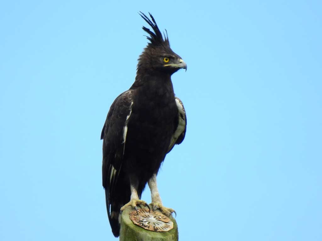 Long-crested Eagle photo