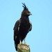 Long-crested Eagle - Photo (c) WildNothos, all rights reserved, uploaded by WildNothos