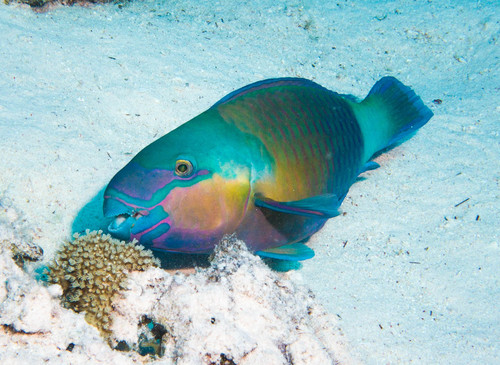 Indian Bullethead Parrotfish