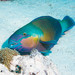 Indian Bullethead Parrotfish - Photo (c) Lesley Clements, all rights reserved