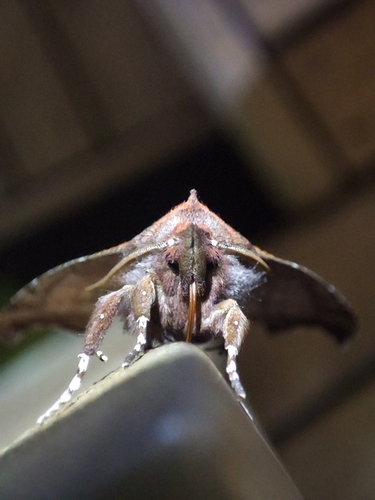 Herald Moth
