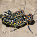 Rainbow Grasshopper - Photo (c) Steve Collins, all rights reserved