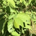 photo of Beaked Hazelnut (Corylus cornuta)