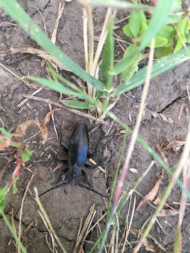 Dorcadion carinatum