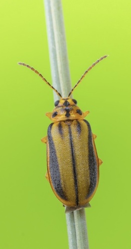 Elm Leaf Beetle