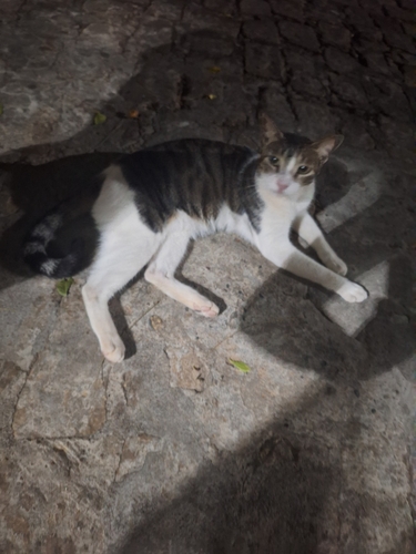 Domestic Cat