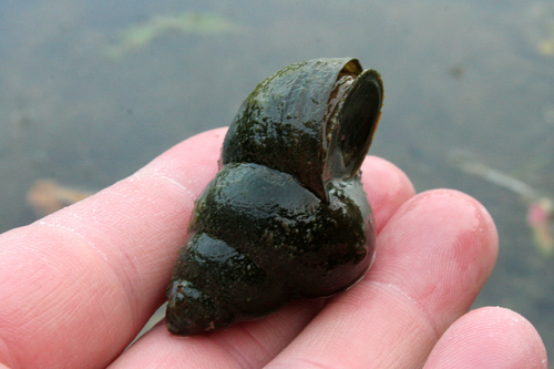 Japanese Mystery Snail