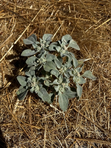 iNaturalist observation photo of turkey mullein