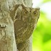Pacific Screech-Owl (Lambi) - Photo (c) Jon Church, all rights reserved, uploaded by Jon Church