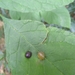 Ash Bullet Gall Midge - Photo (c) Brenna Farrell, all rights reserved