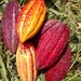 Cacao Tree - Photo (c) EDUARD ALEXIS GARCIA ORTIZ, all rights reserved, uploaded by EDUARD ALEXIS GARCIA ORTIZ
