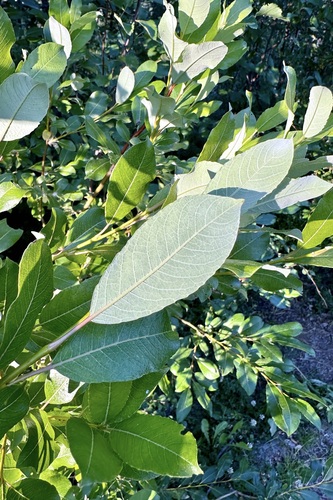 Tea-leaved Willow