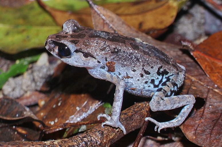 Black-eyed Litter Frog (Leptobrachium nigrops)