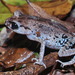 Black-eyed Litter Frog - Photo (c) jamesk, all rights reserved, uploaded by jamesk
