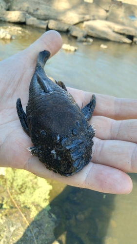 Ancistrus cirrhosus
