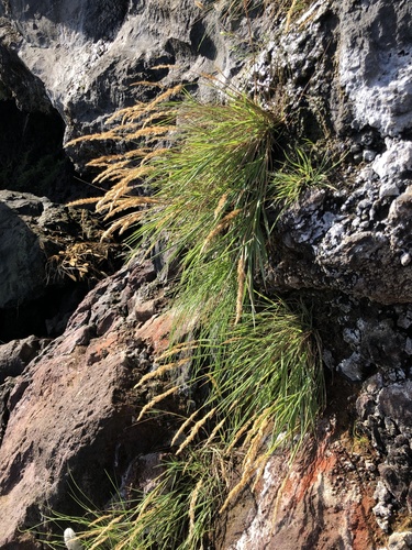 Agrostis congestiflora