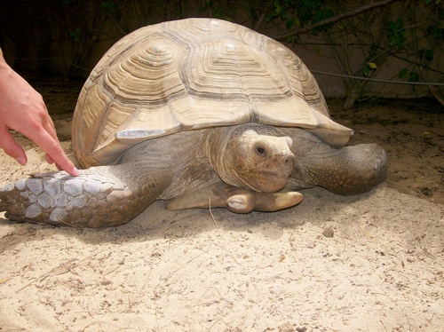 African Spurred Tortoise