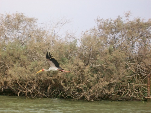 Yellow-billed Stork