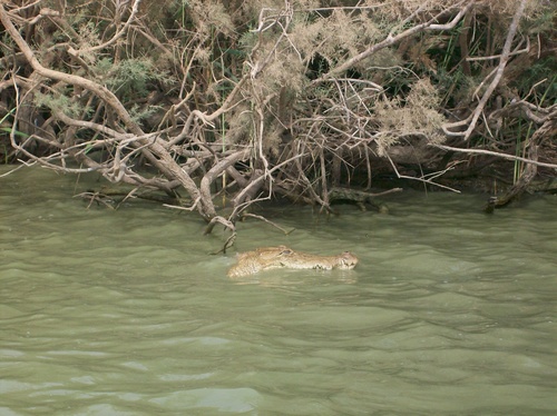 West African Crocodile