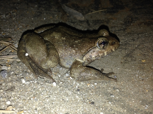 Giant Spiny Frog