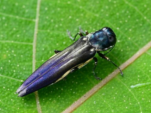Agrilus lineatomaculatus