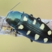 Eight-spotted Jewel Beetle - Photo (c) Nikola Rahmé, all rights reserved, uploaded by Nikola Rahmé