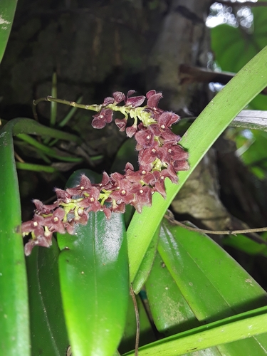 Stelis ciliaris