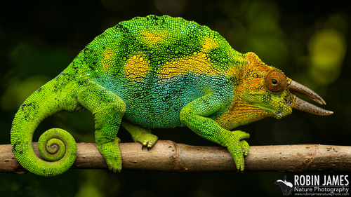 Johnston's Chameleon