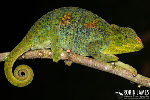 Johnston's Chameleon