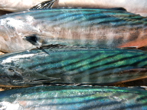 Eastern Pacific Bonito