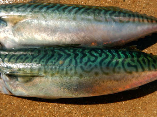 Pacific Chub Mackerel