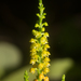 Lesser Yellowspike Orchid - Photo (c) Logan Crees, all rights reserved, uploaded by Logan Crees