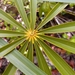 Coccothrinax montgomeryana - Photo (c) Martin Reith, all rights reserved, uploaded by Martin Reith