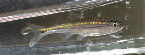 Tennessee Shiner