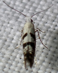 Argyresthia austerella