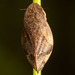 Diamondback Spittlebug - Photo (c) Clarence Holmes, all rights reserved, uploaded by Clarence Holmes